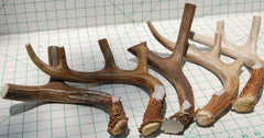 Big Dog Antler Chews XL 3-point deer antler with rugged chew surface
