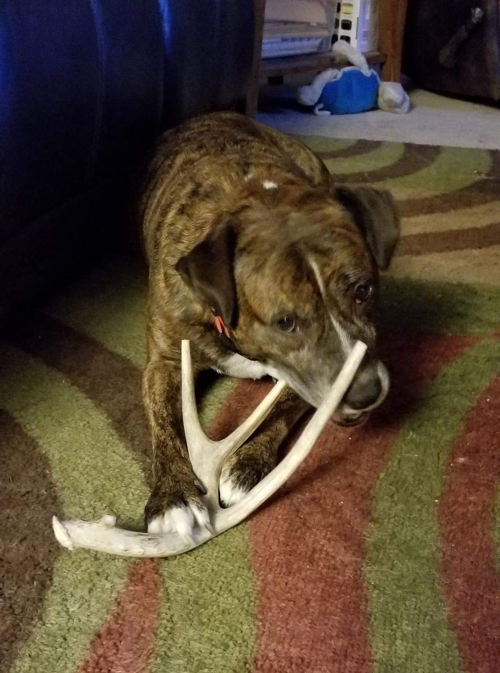 Big Dog Antler Chews XL 4-point extra thick deer antler