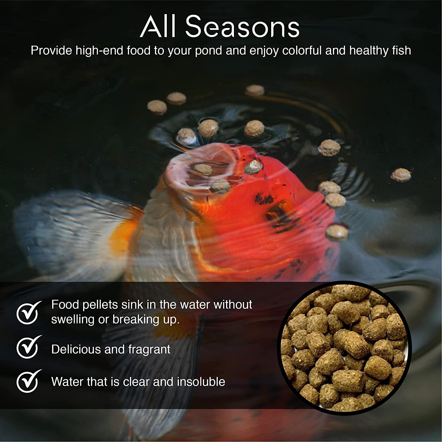 BIG Kahuna koi food color and health benefits visible in koi