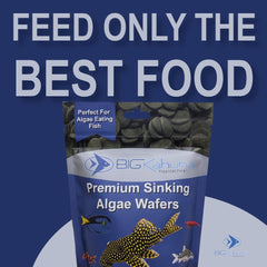 Big Kahuna Tropical Fish algae wafer packaging close-up demonstrates resealable freshness.