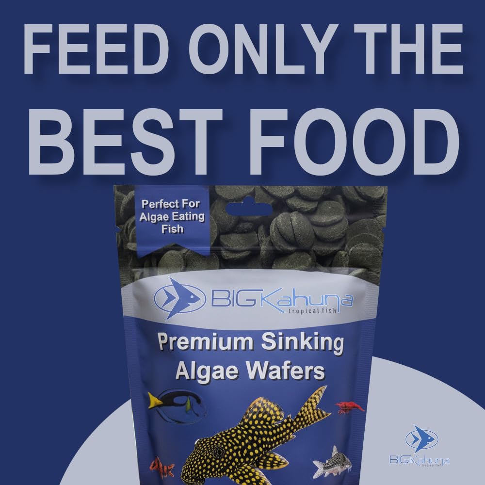 BIG KAHUNA TROPICAL FISH pleco enjoys wafer, supporting steady nutrition