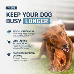 Big Lu pig ears chew in action supports joint health with glucosamine