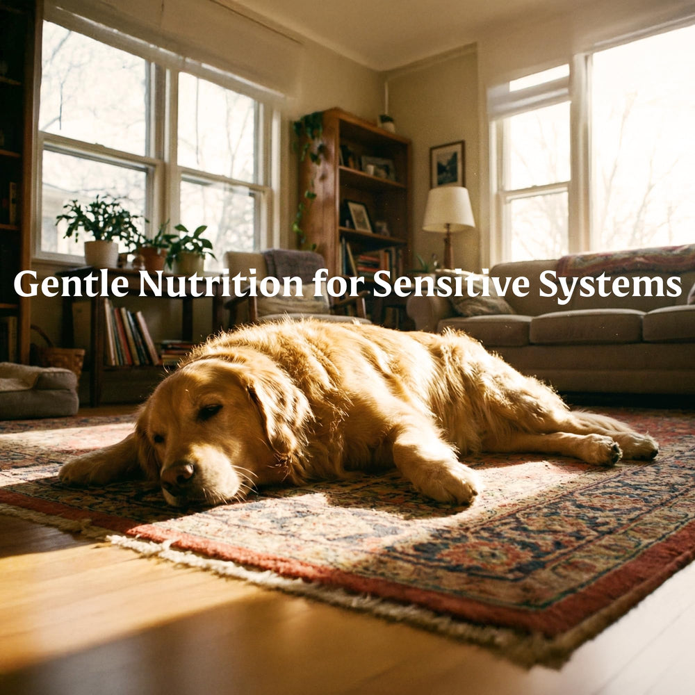 Bil-Jac Sensitive Solutions probiotic benefits support a healthy gut microbiome.