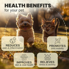 Billion Pets hemp oil dropper in use helps ease anxious pets.