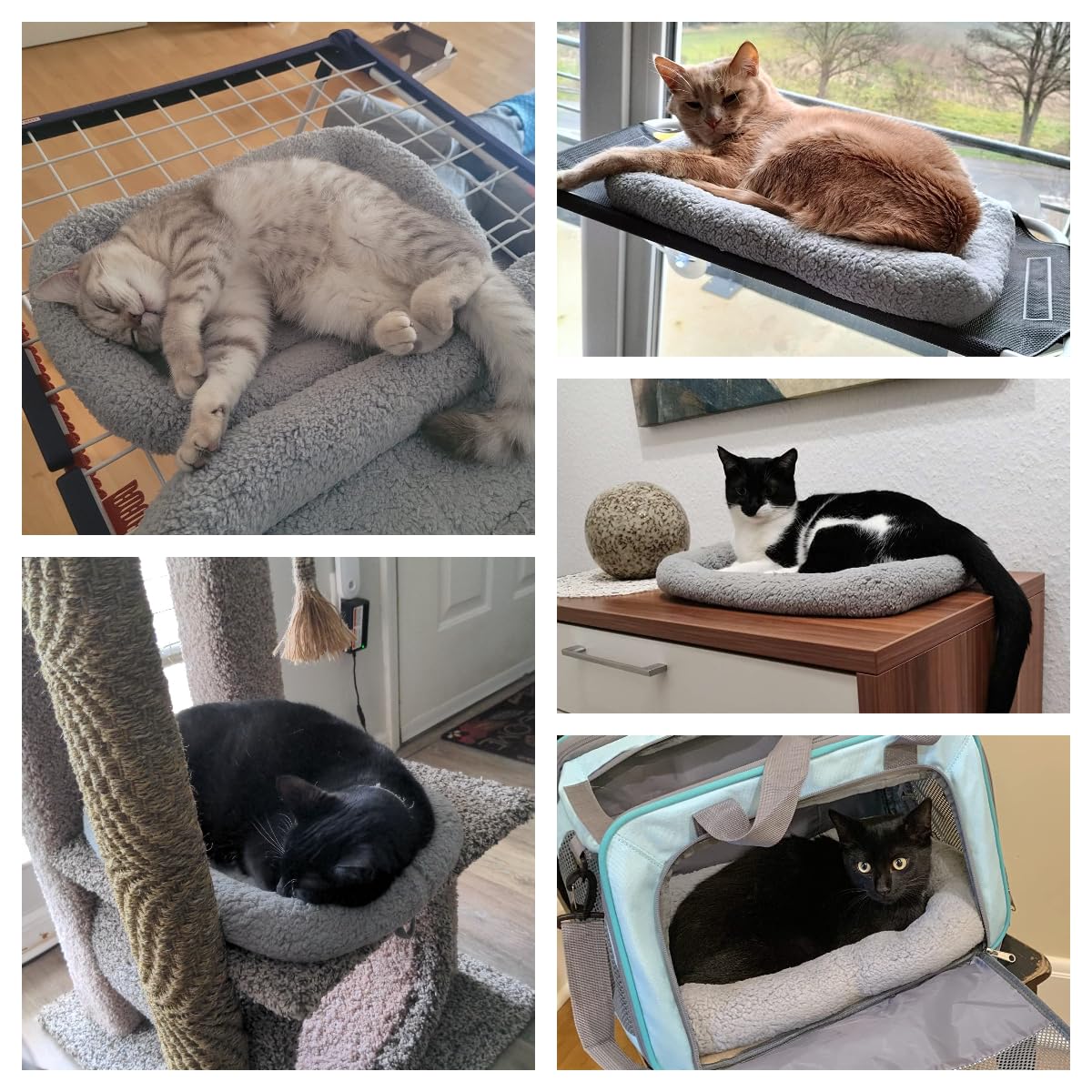 Billionchains cat bed with raised rim for neck support.