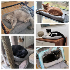 Billionchains cat bed with raised rim for neck support.