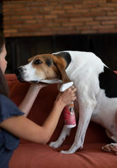 Bio-Groom shampoo being poured over a dog during bath for thorough cleansing