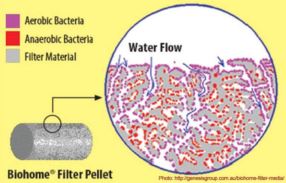 Biohome Ultimate porous structure creates a large surface for beneficial bacteria.