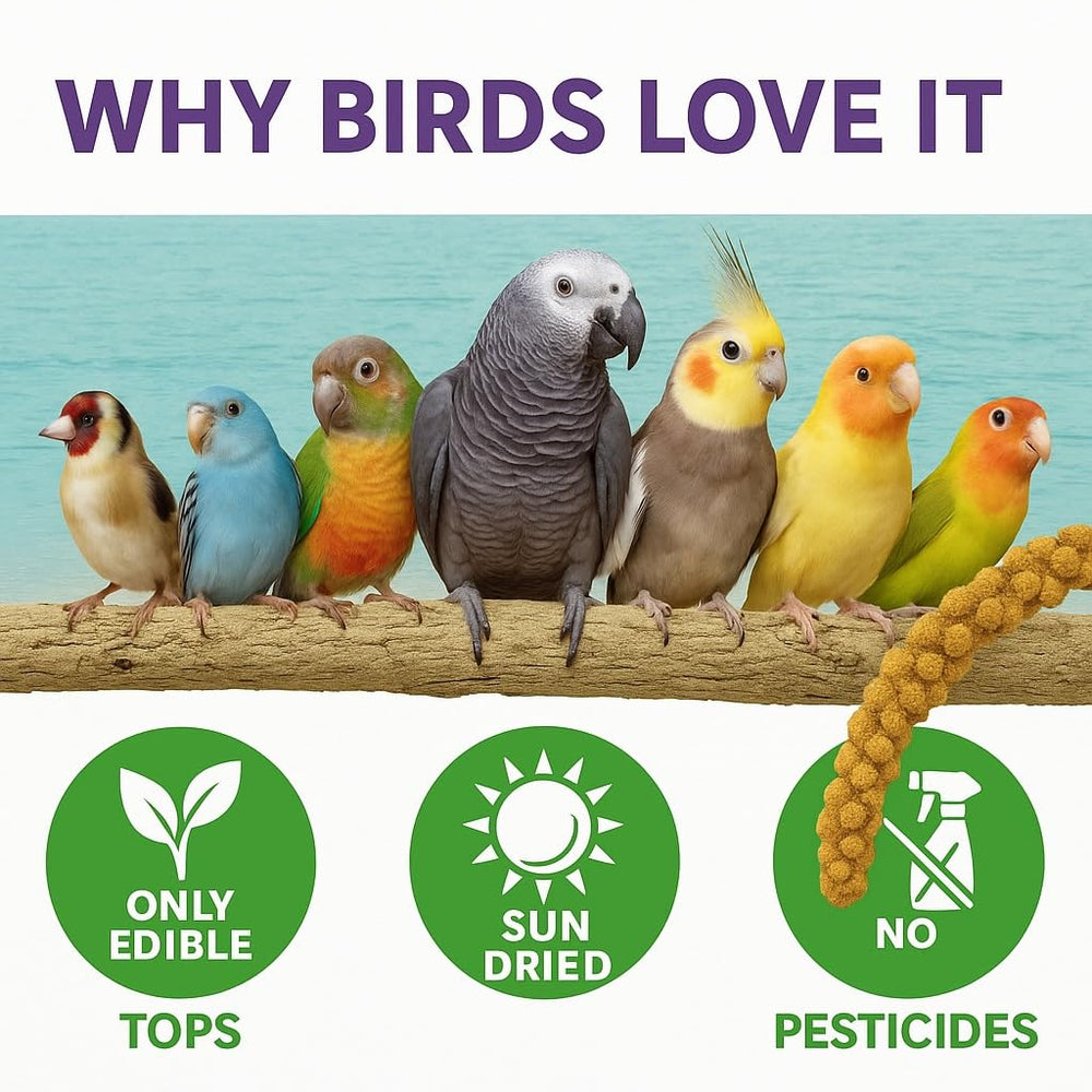 Birds LOVE parakeet millet snack—easy to offer and loved by small birds.