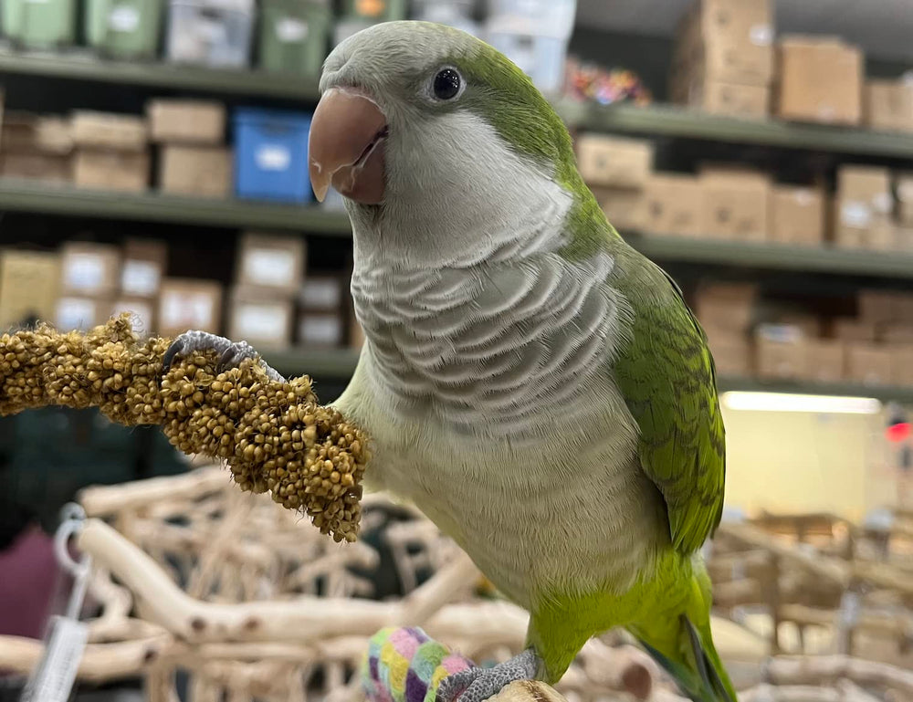 Birds LOVE ready-to-feed display ideal for quick treats.