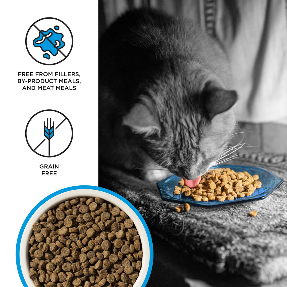 BIXBI Liberty Salmon serving bowl invites a meal for cats