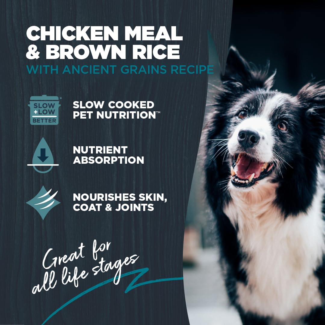 Blackwood dog food with chicken meal and brown rice with ancient grains for steady energy.