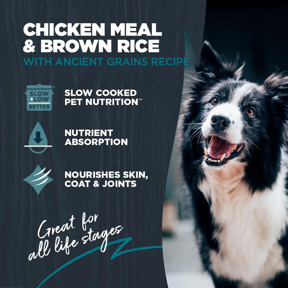 Blackwood dog food with chicken meal and brown rice with ancient grains for steady energy.
