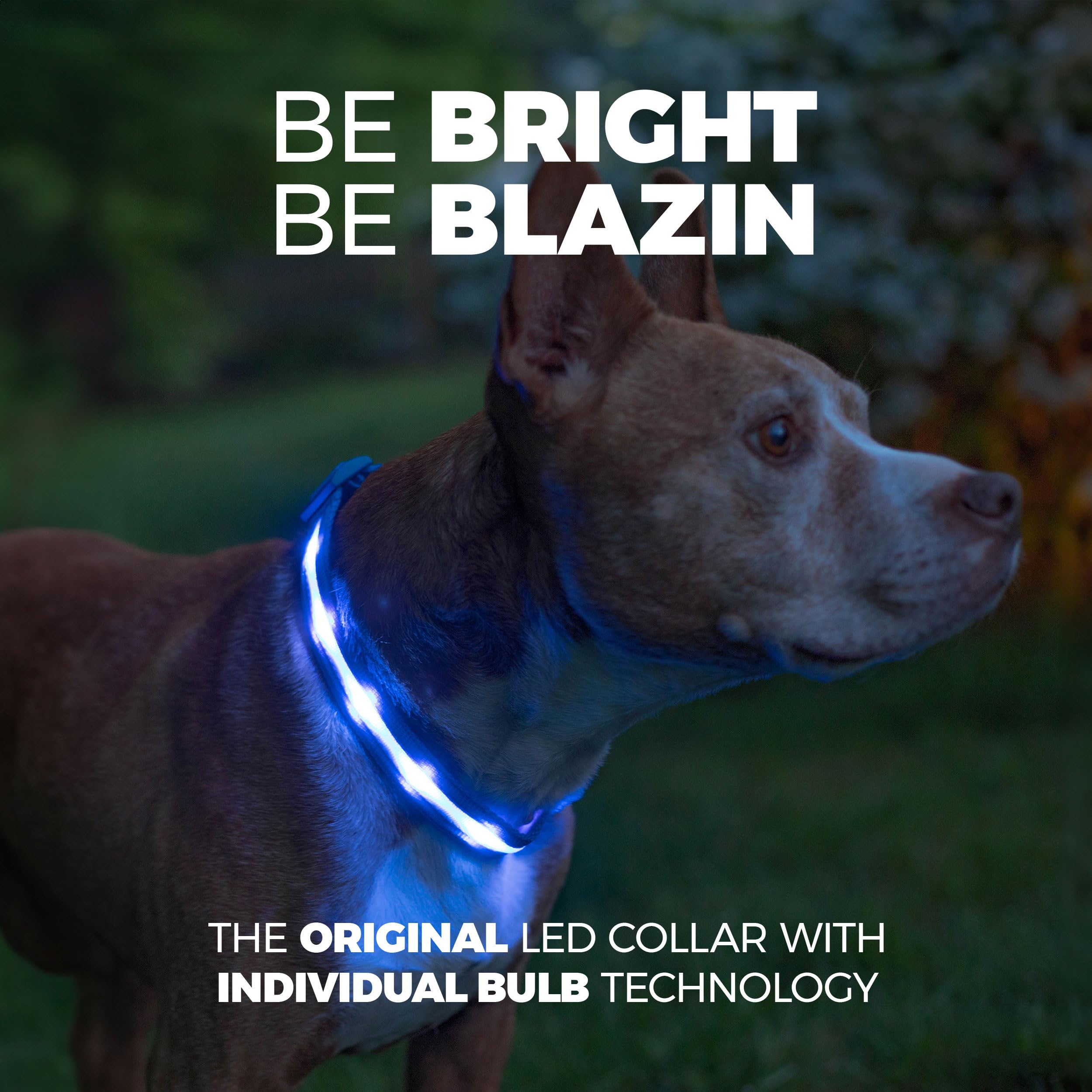 Blazin LED dog collar close-up highlighting bright lights for visibility