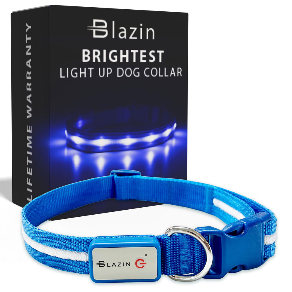 Blazin light-up dog collar worn on a dog for nighttime visibility