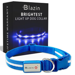 Blazin light-up dog collar worn on a dog for nighttime visibility