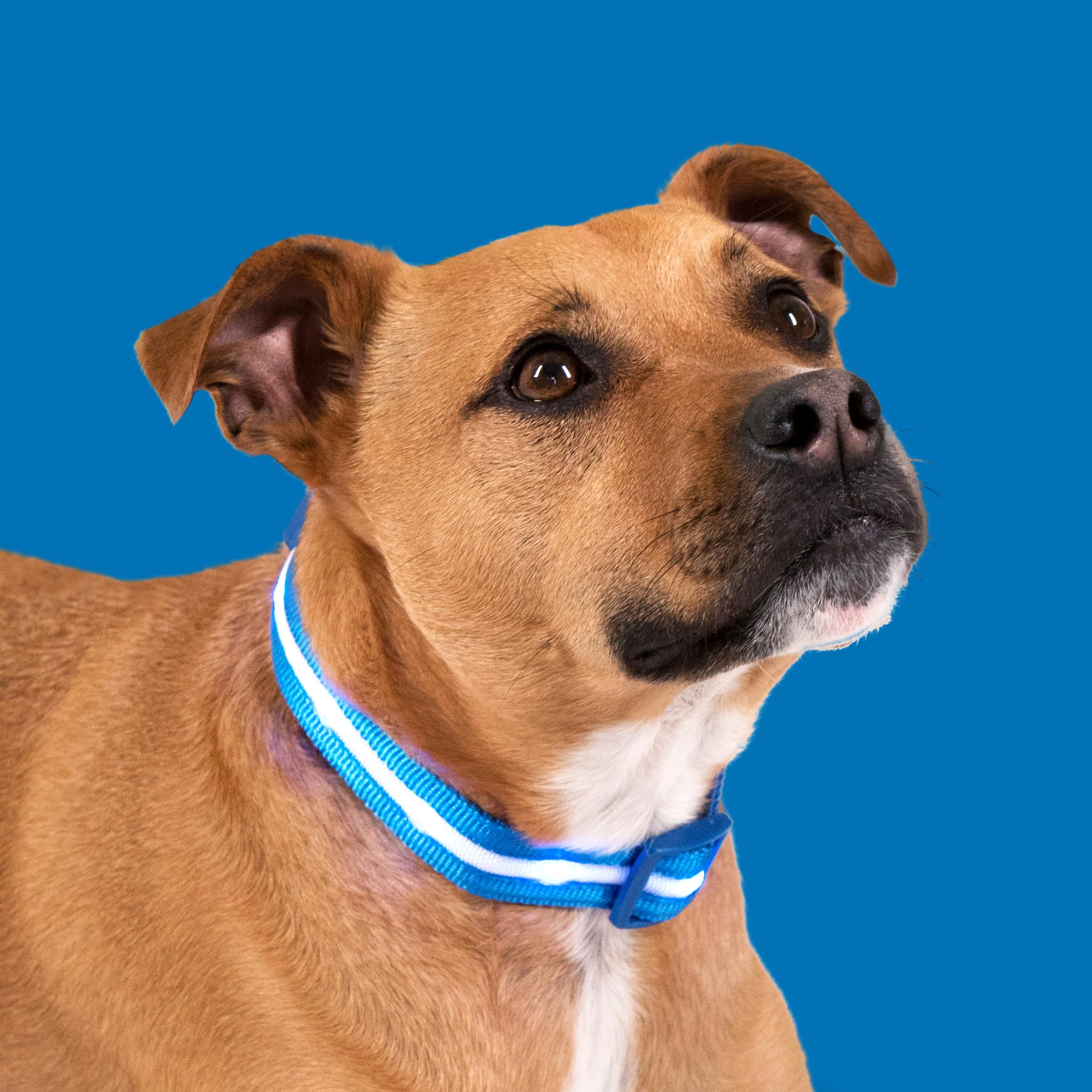 Blazin night-visibility dog collar glowing in the dark