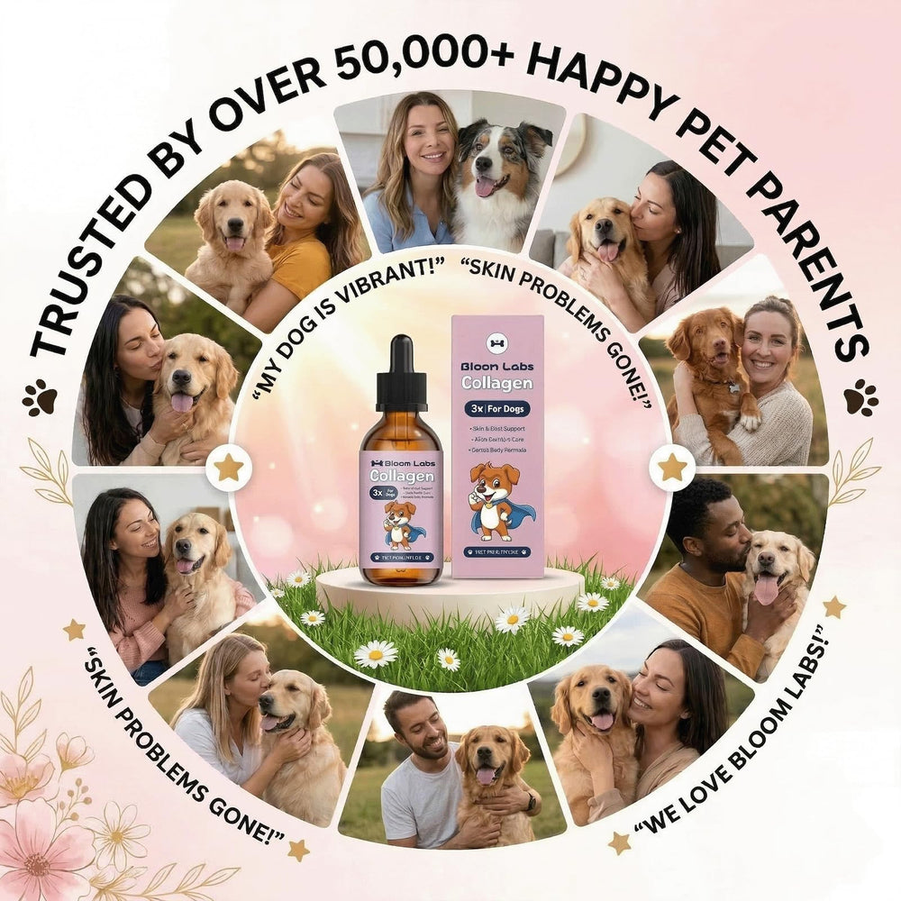Bloom Labs dog skin and coat support with collagen for healthier shine.