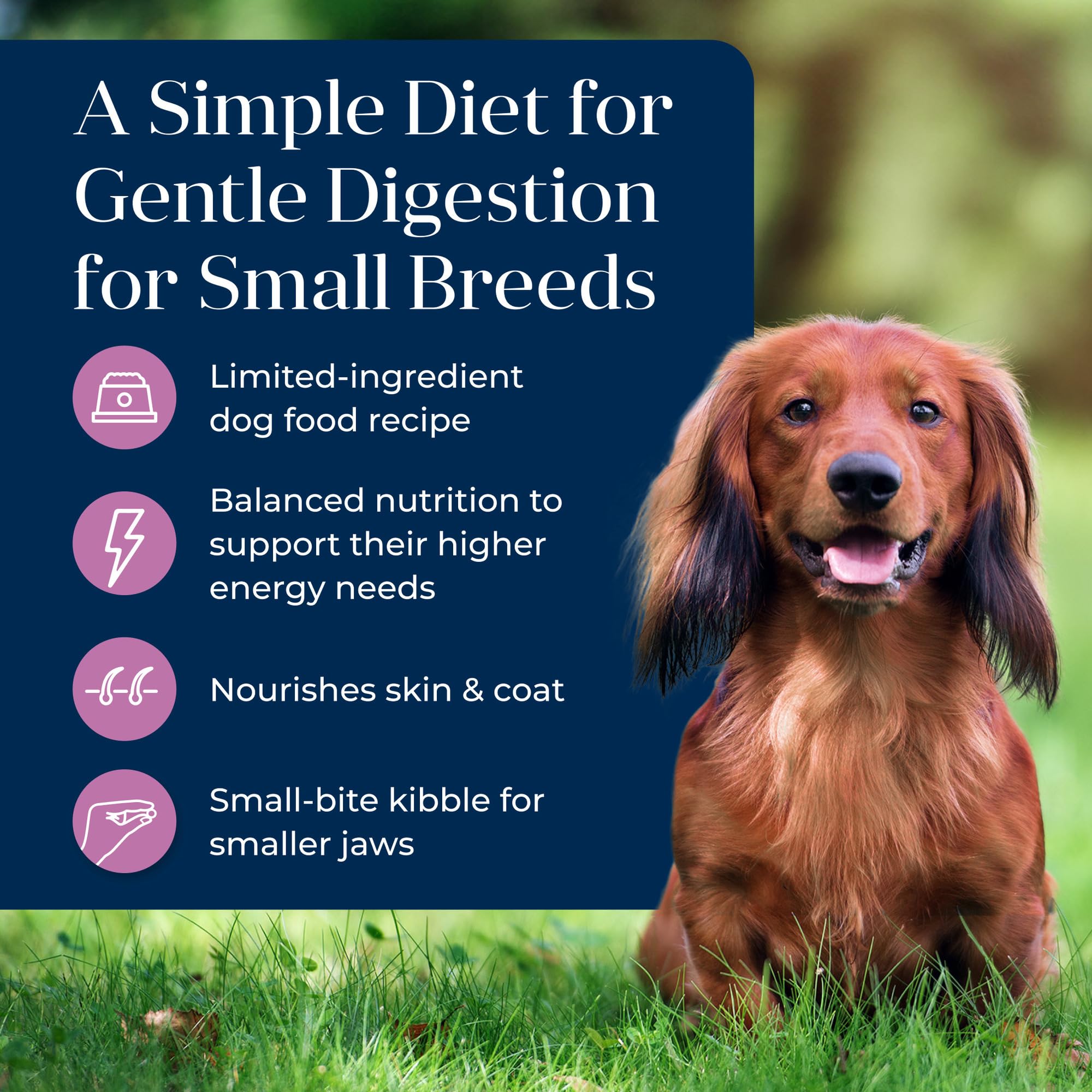 Blue Buffalo Basics LifeSource Bits visible, featuring antioxidants for immune system support.