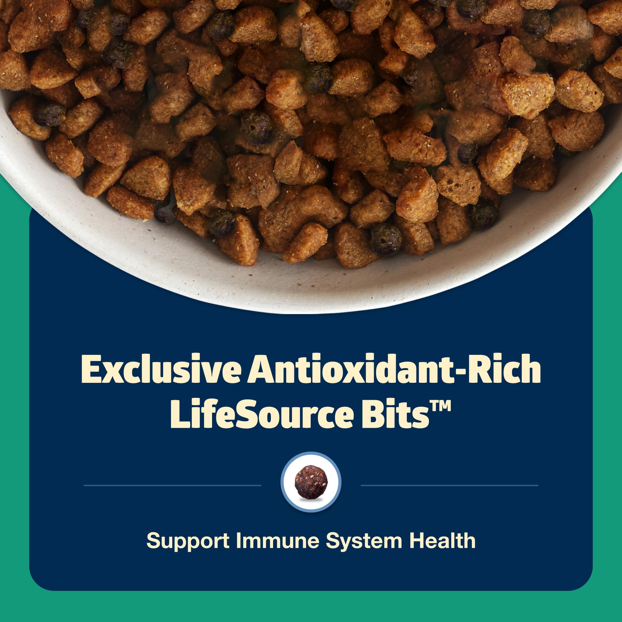 Close-up of lamb kibble; protein-rich taste for adult dogs