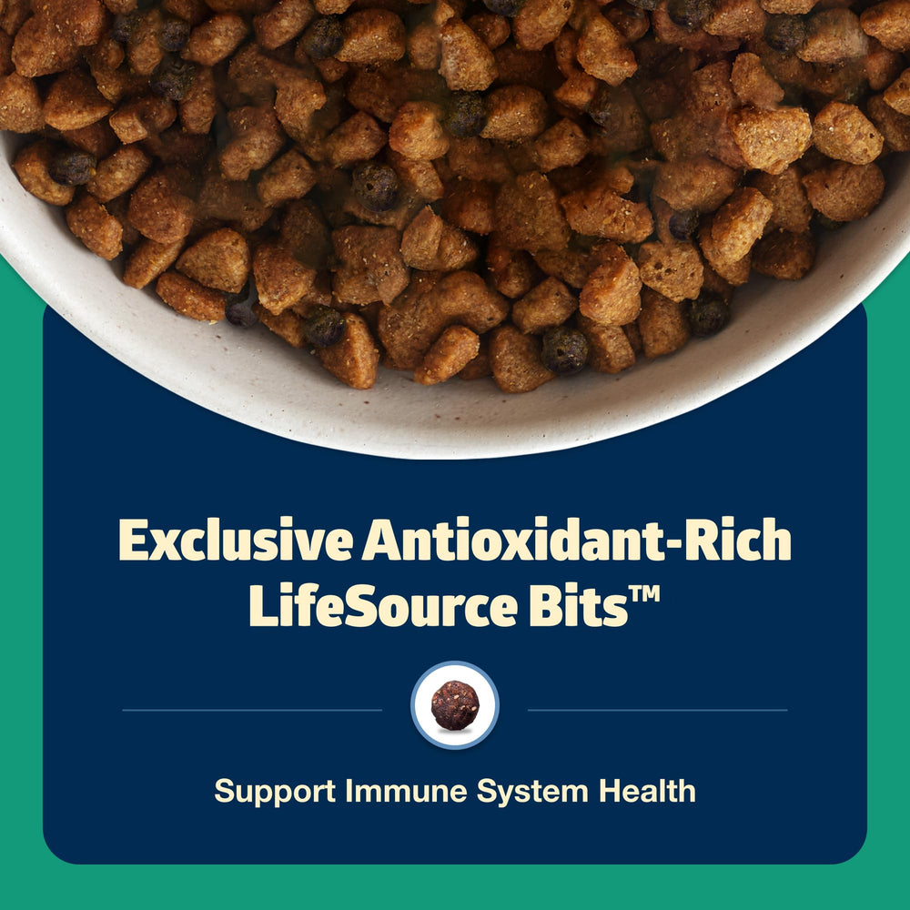 Close-up of lamb kibble; protein-rich taste for adult dogs