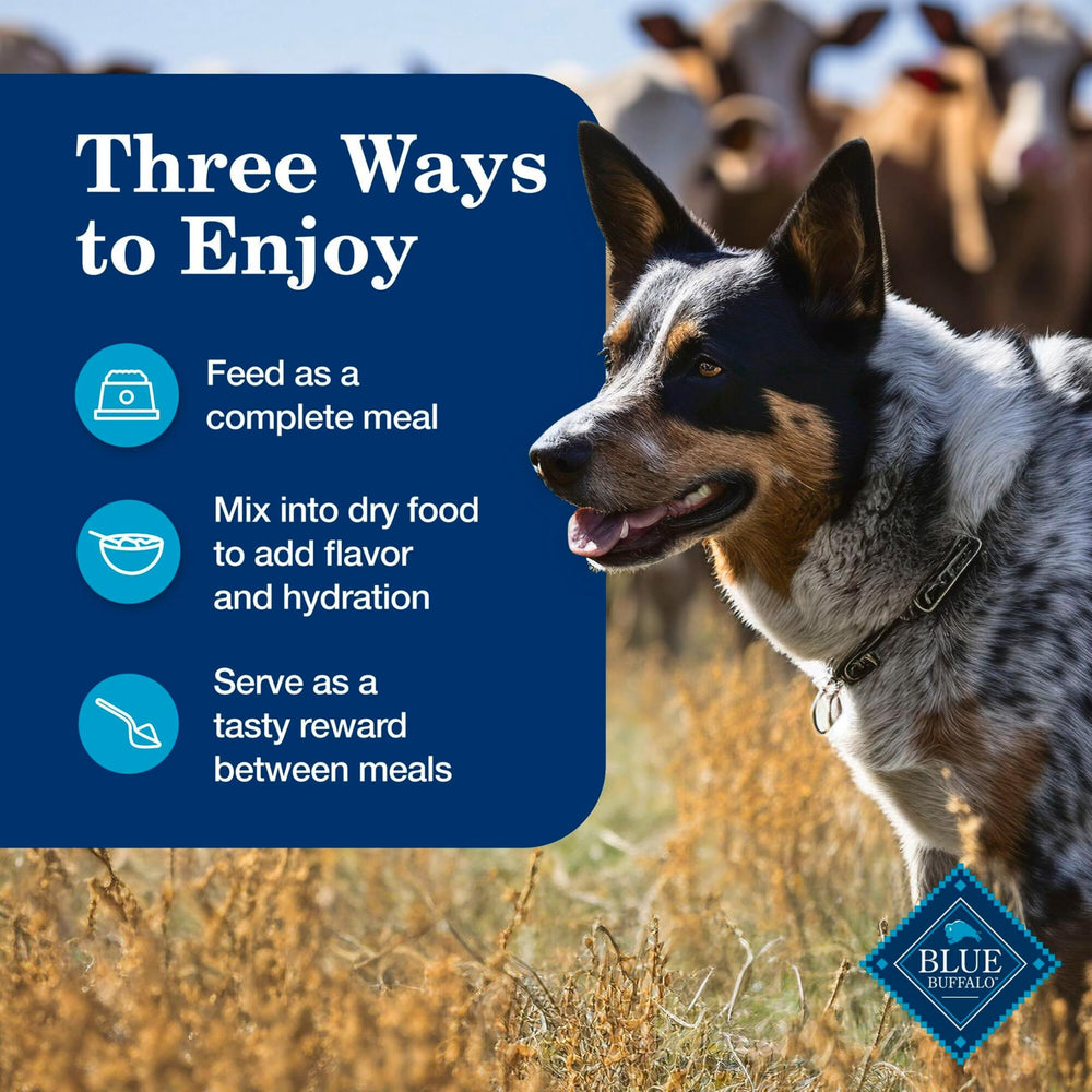 Dog enjoying Blue Buffalo Homestyle meal at dinner.