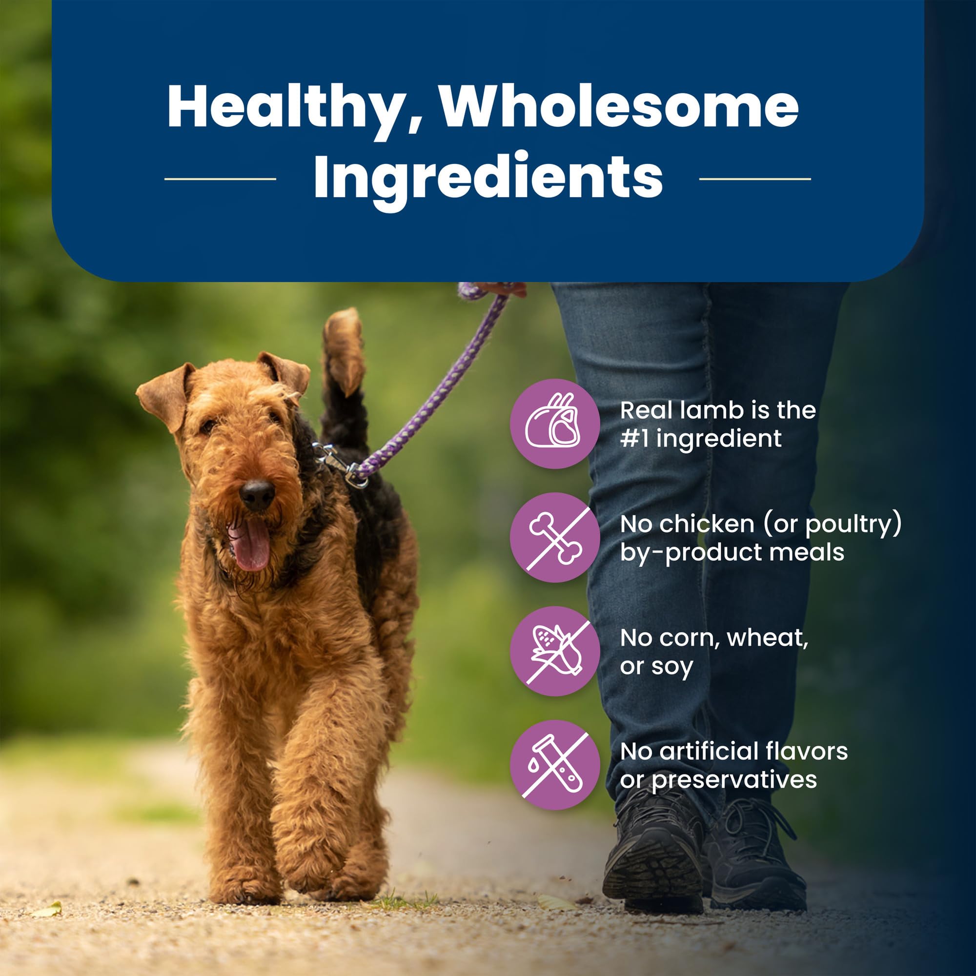 Blue Buffalo Life Protection Large Breed dog enjoying a meal that supports lean muscles.