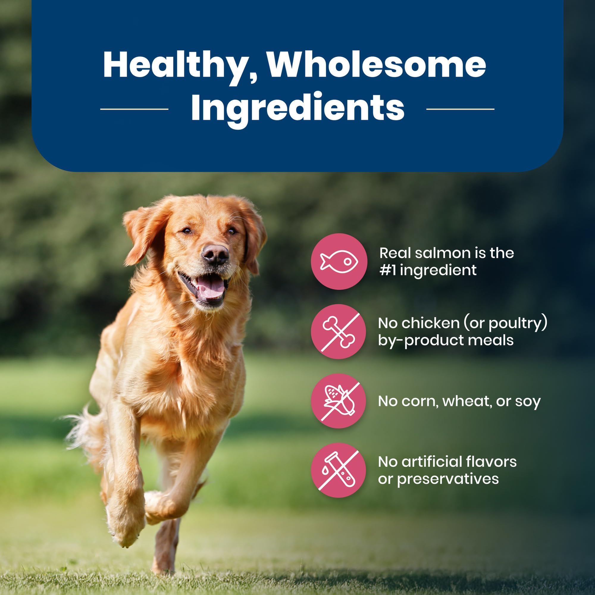 Blue Buffalo Life Protection No Corn Wheat Soy: clean ingredients for gentle digestion.