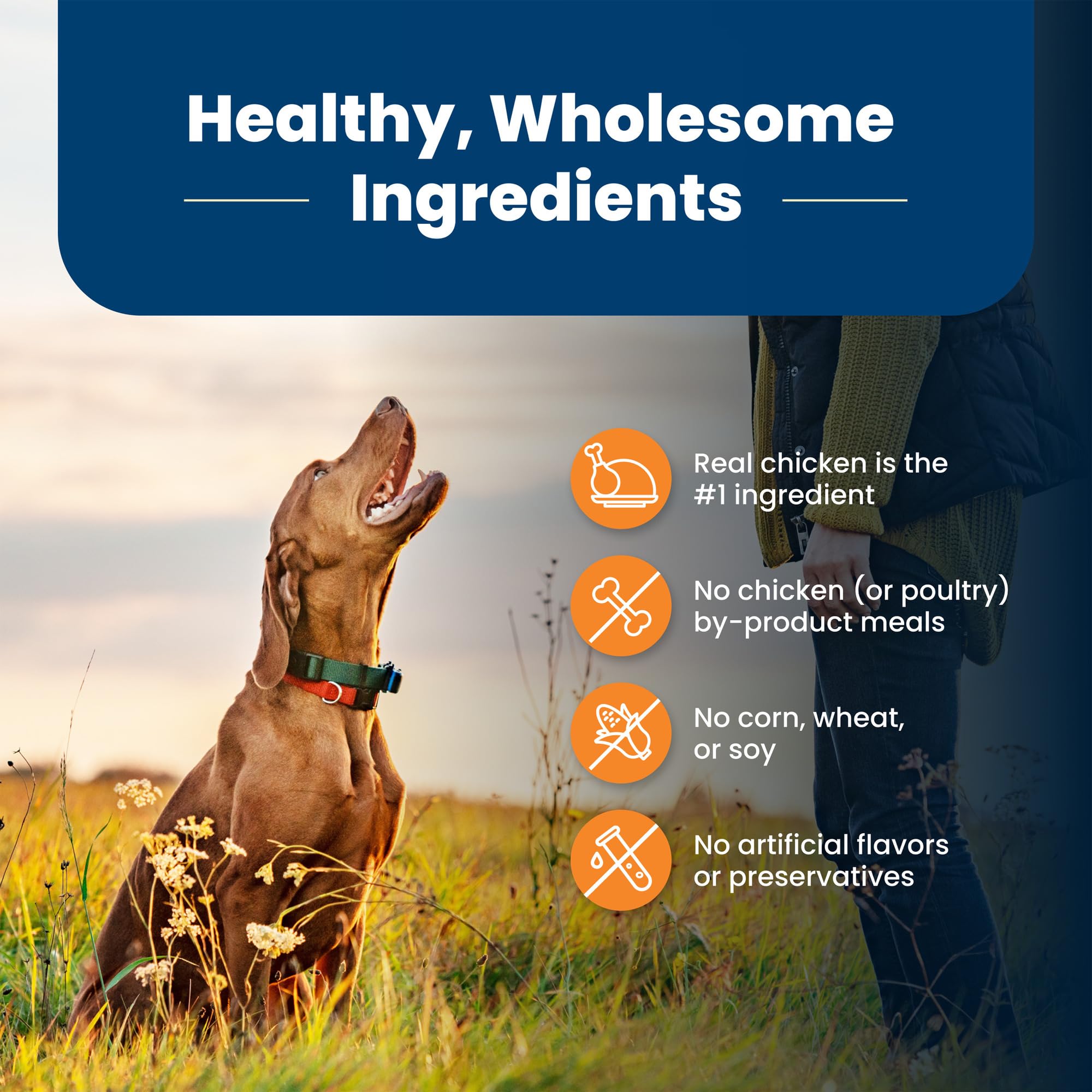 No corn, wheat, soy or poultry by-products in Blue Buffalo formula.