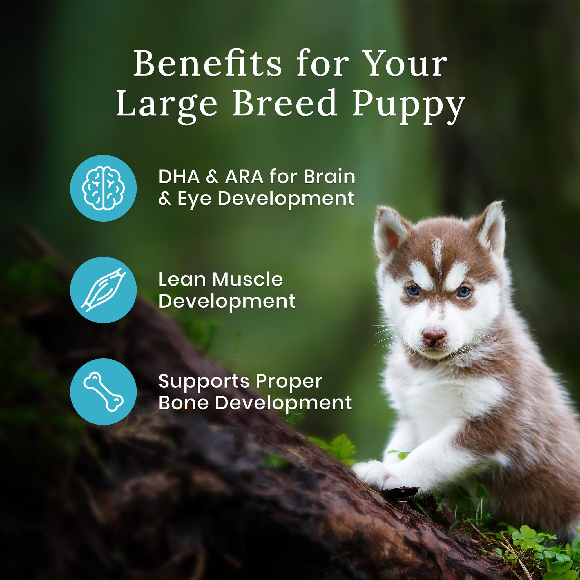 Blue Buffalo Wilderness no chicken by-product meals emphasized in wholesome ingredients.