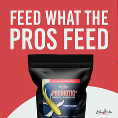 Blue Ridge Probiotic Plus with Primalac supporting gut health in koi.