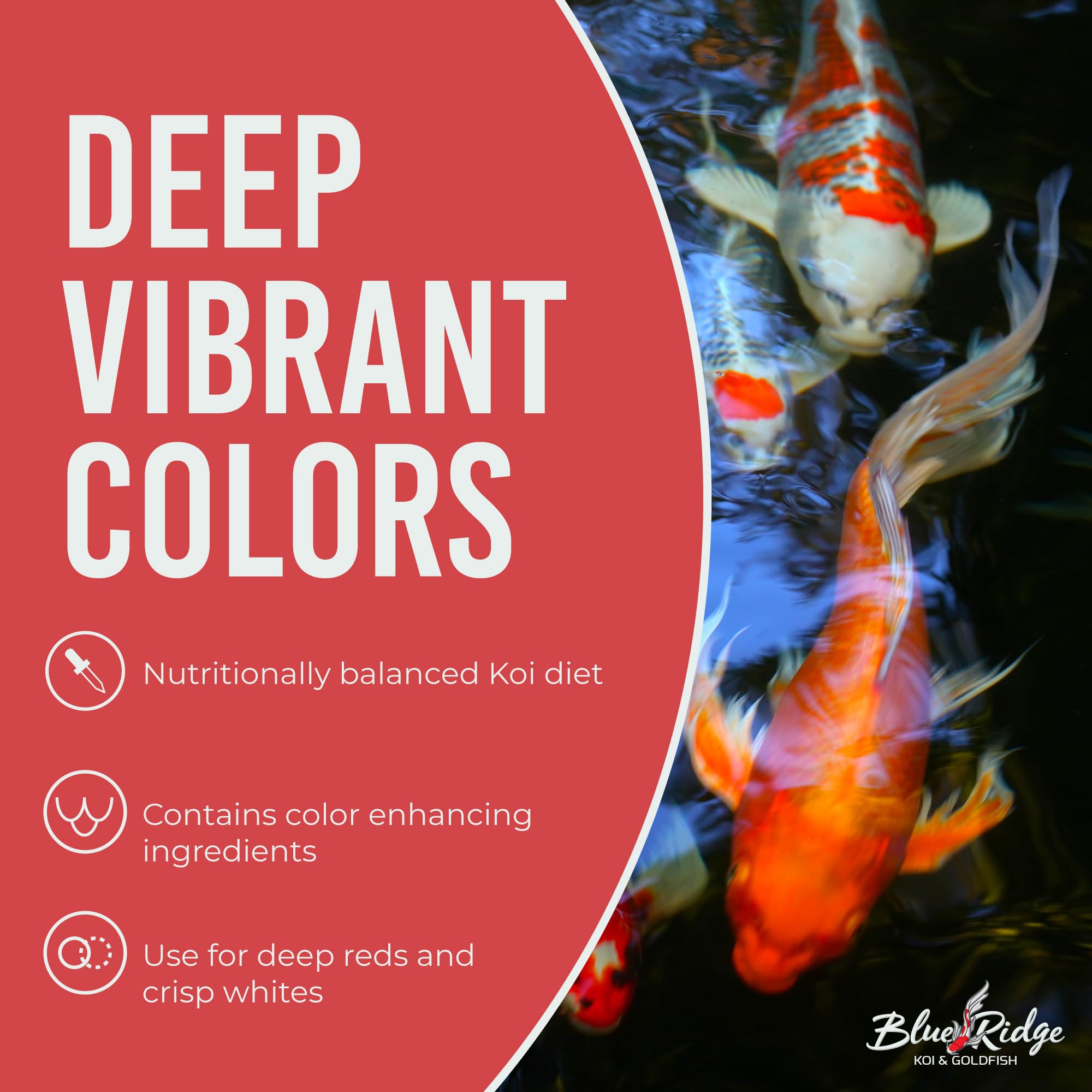 Blue Ridge Koi Food cold-temperature support aids koi in fall and winter.