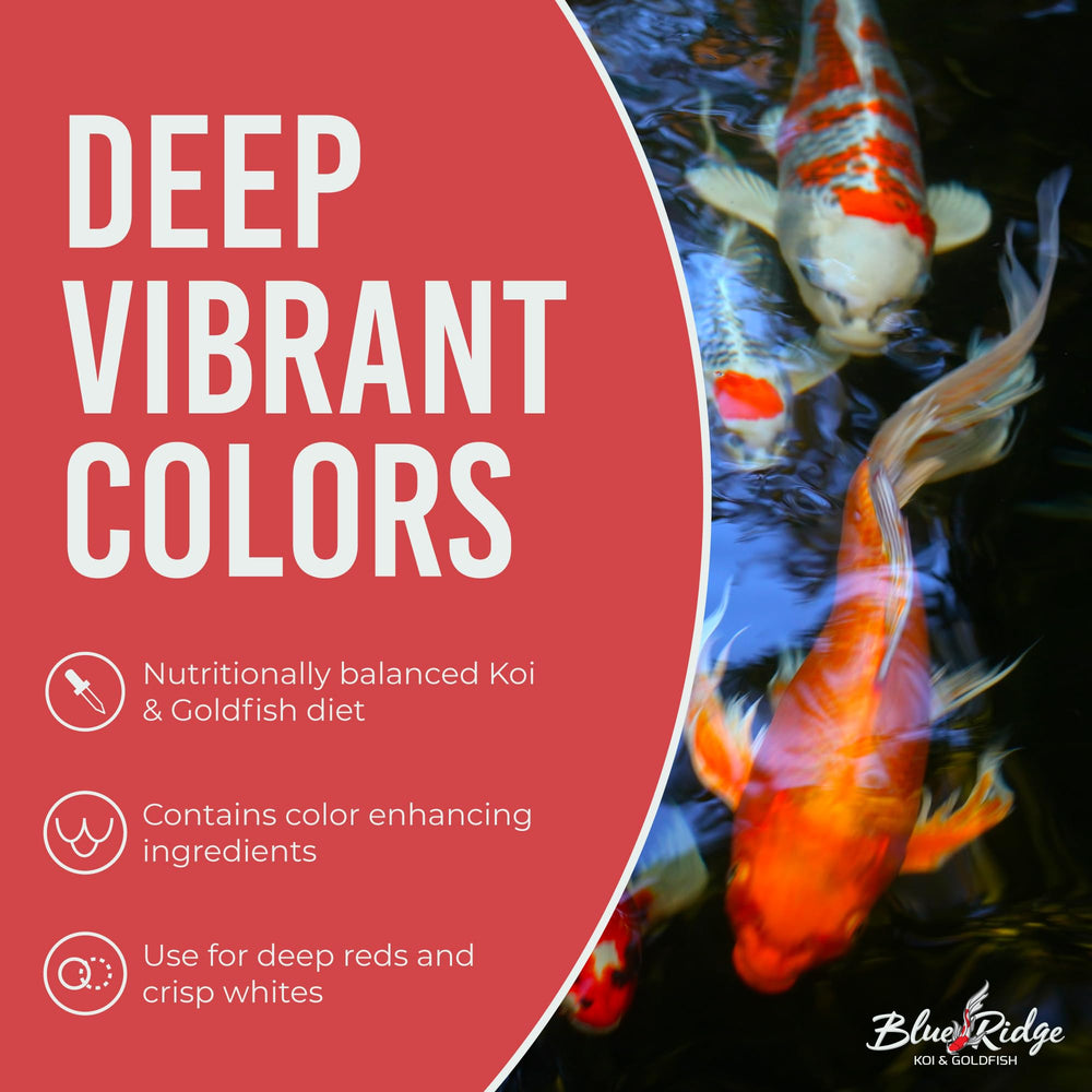 Goldfish and koi enjoying Blue Ridge Koi Food diet-friendly pellets.