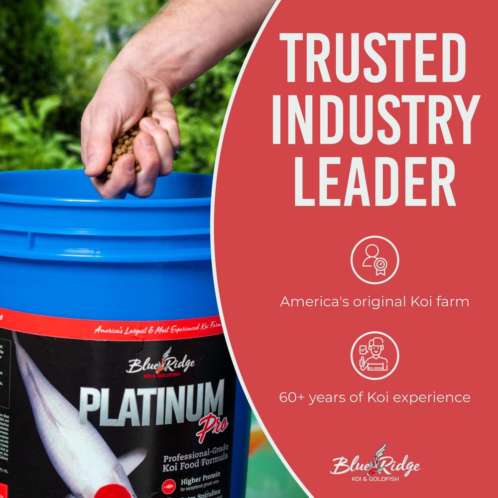 Blue Ridge Koi Food koi in pond show balanced nutrition.