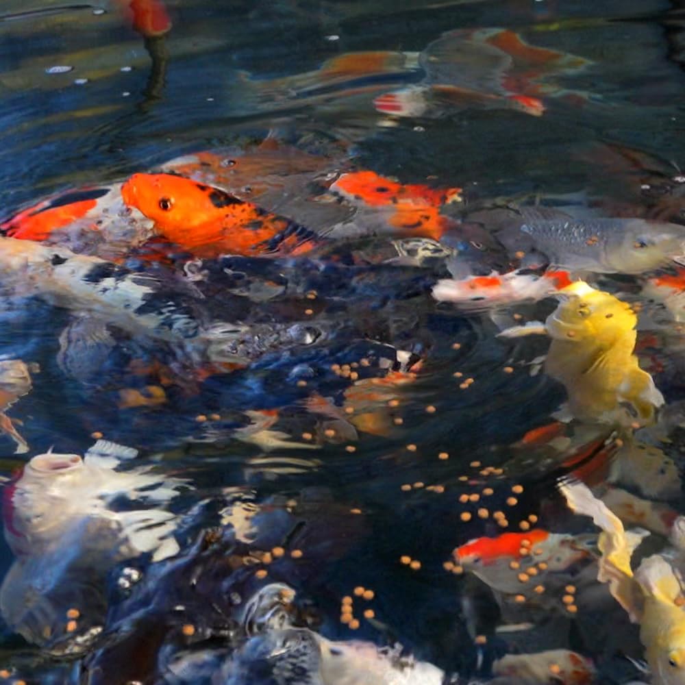 Blue Ridge Koi Food pellet shape close-up helps with consistent feeding