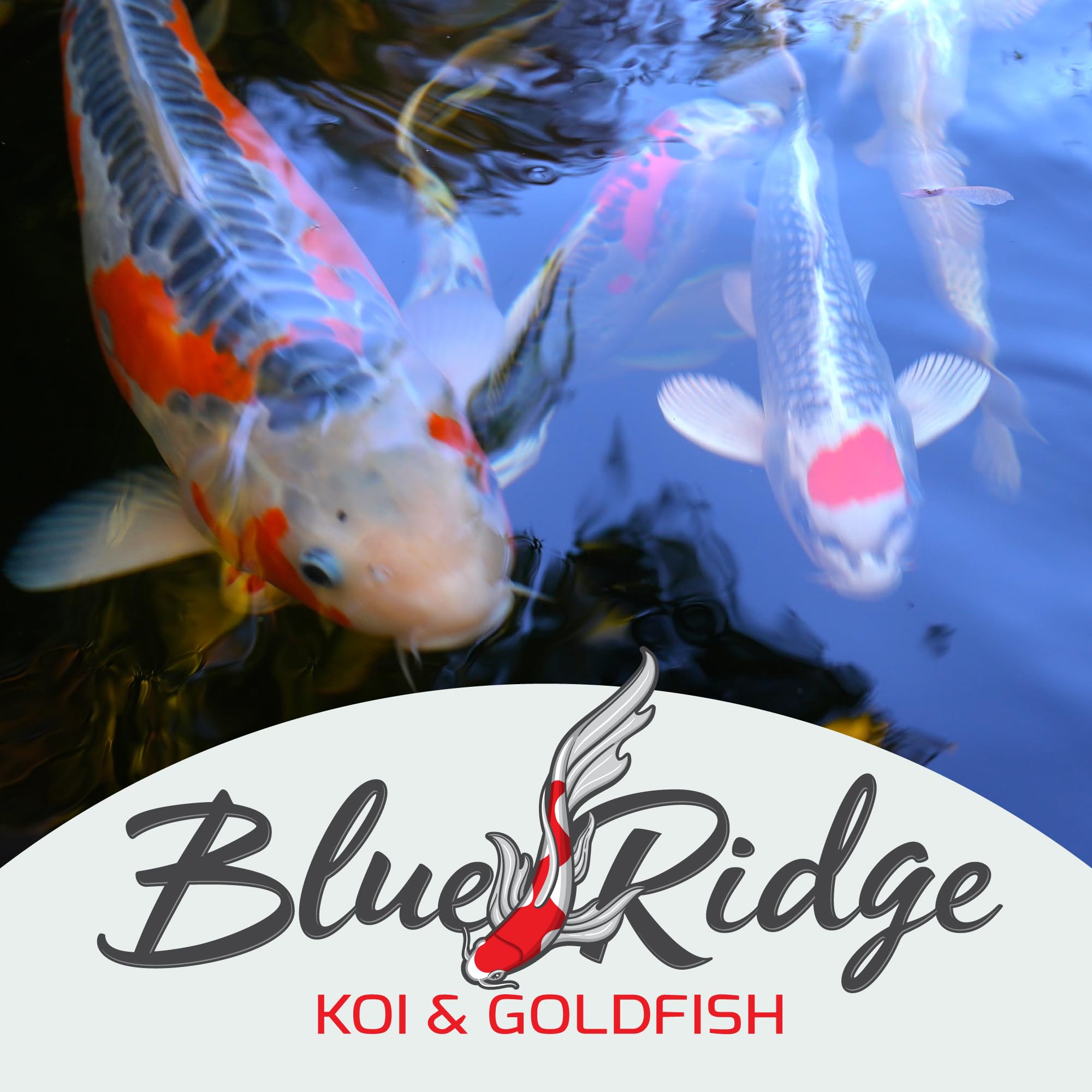Blue Ridge Koi Food premium pond pellets on surface for koi.