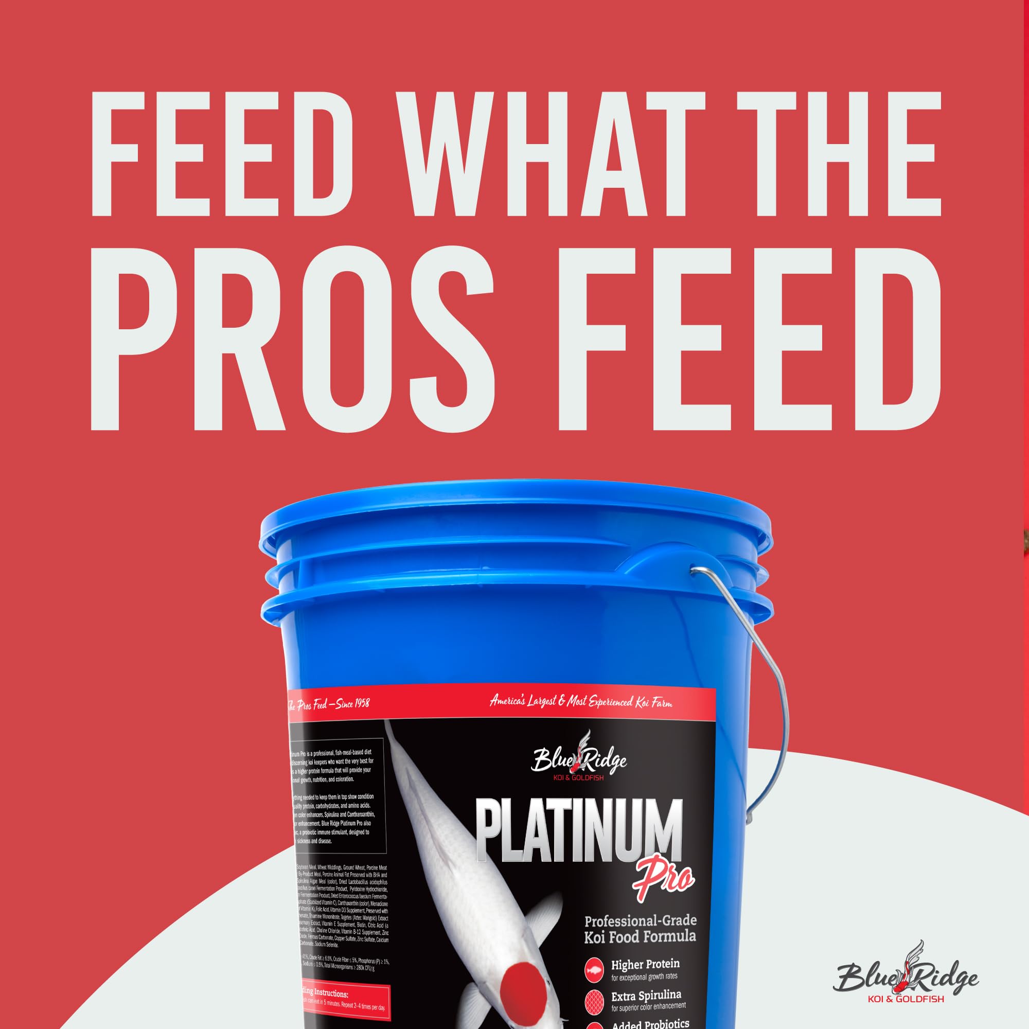 Blue Ridge Koi Food spirulina color enhancer highlights richer hues.