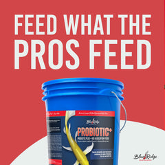 Blue Ridge Probiotic Plus koi and goldfish diet in a dish for balanced nutrition
