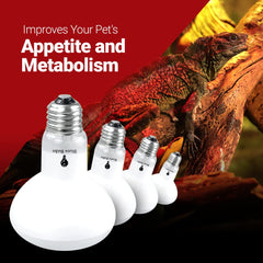 Bluex Bulbs lizard enclosure basking light supports activity and digestion.