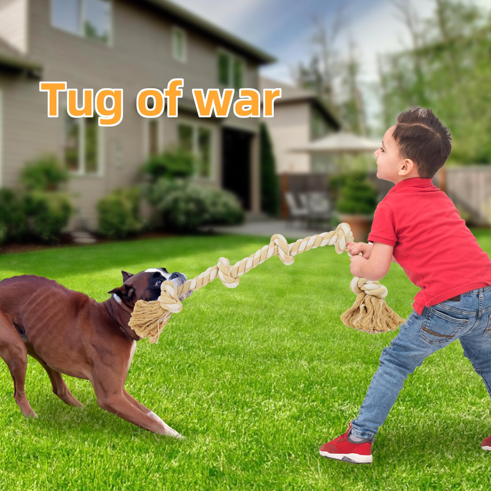 Bmag dog rope toy interaction with dog friend encourages social play