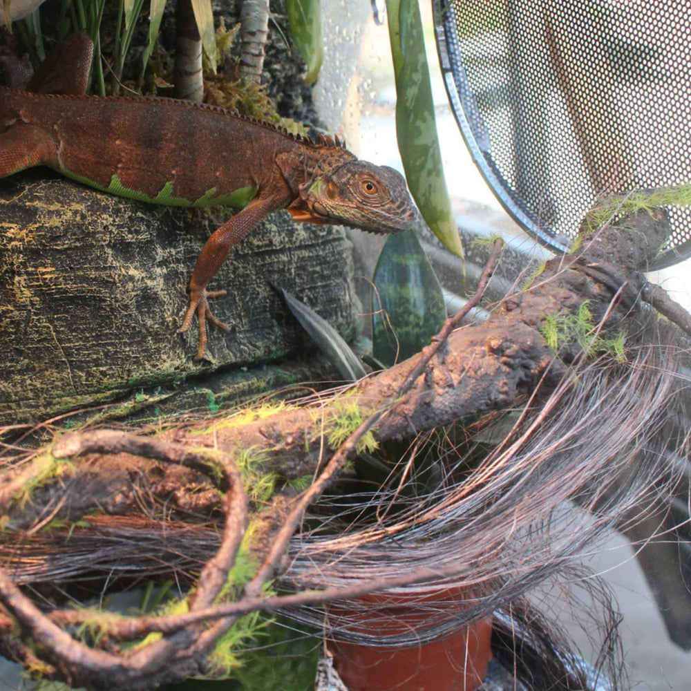 BNOSDM bearded dragon climbing vine promotes activity in enclosures
