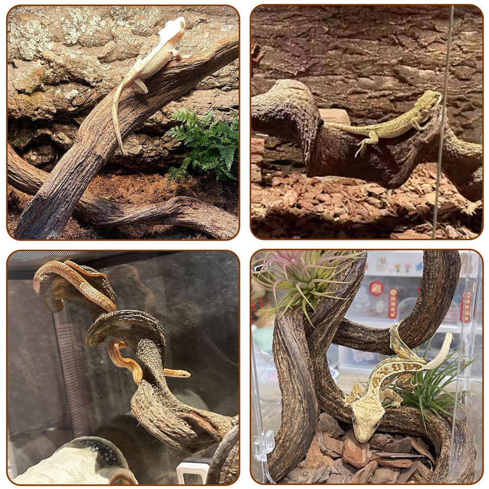 BNOSDM bearded dragon habitat branch setup for sunbathing and exploration