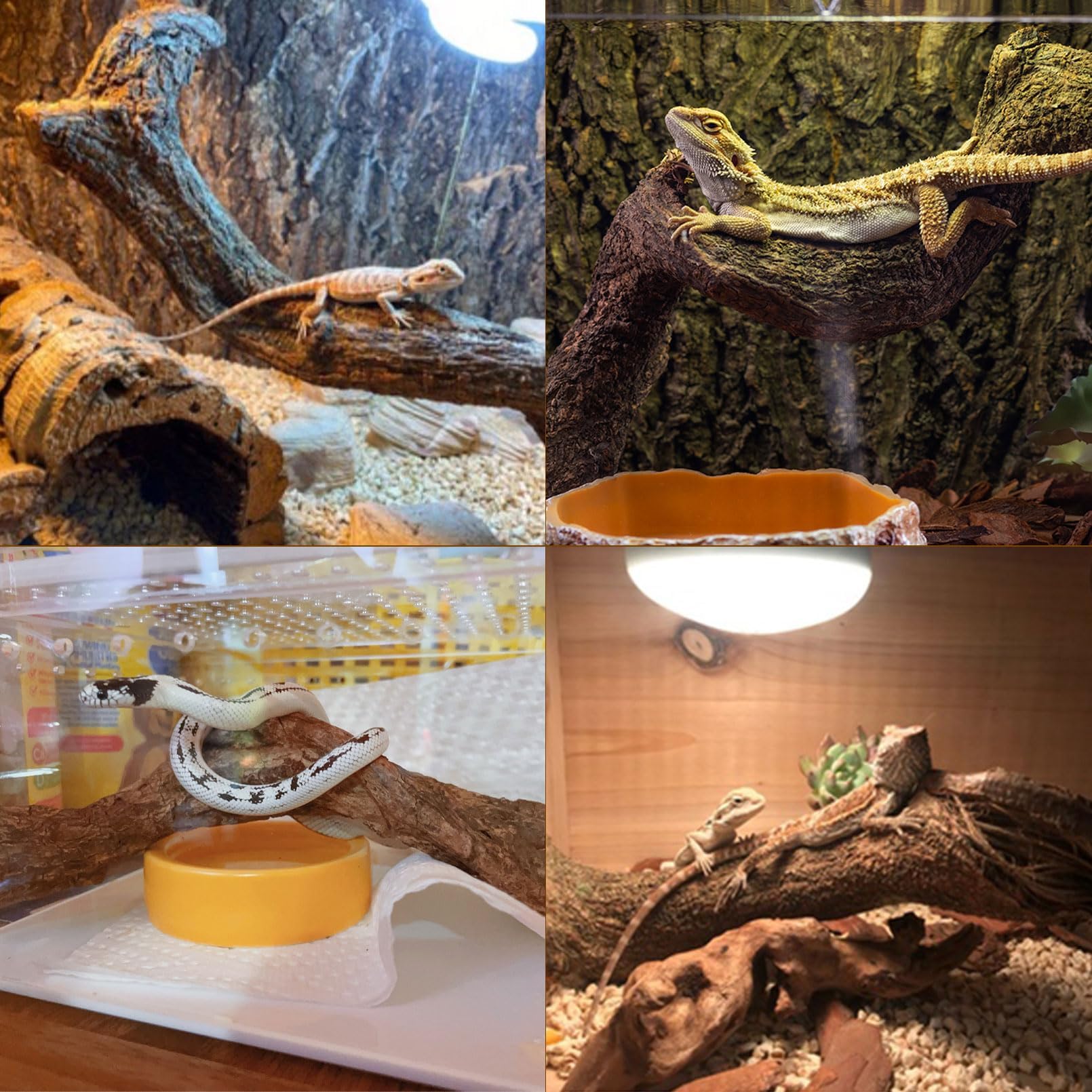 BNOSDM natural vine branches for climbing and enrichment in terrariums.