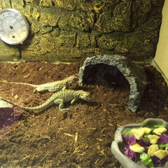 BNOSDM Reptile Soil Substrate demonstrating moisture control in terrarium
