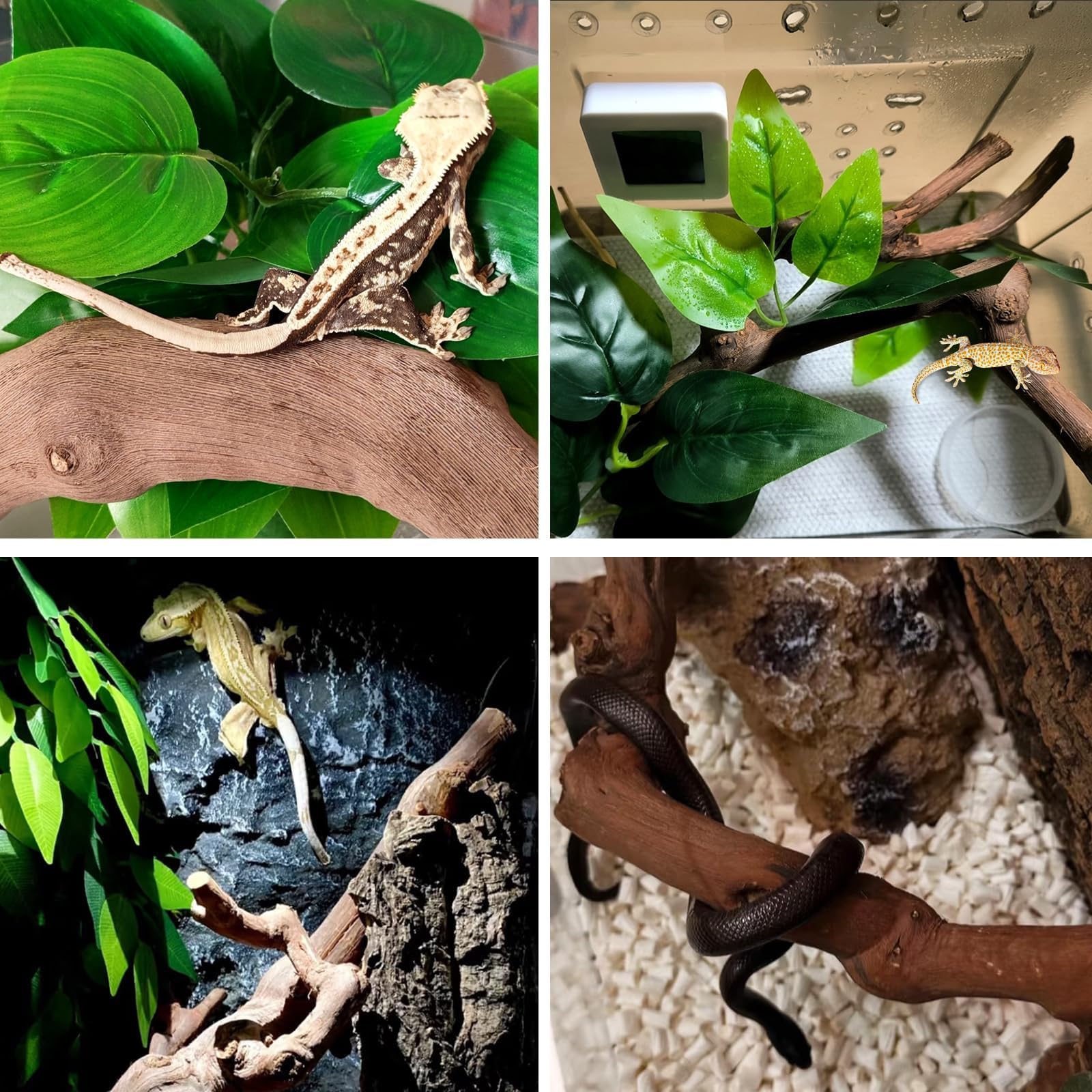 BNOSDM bearded dragon habitat accessory supports basking and enrichment