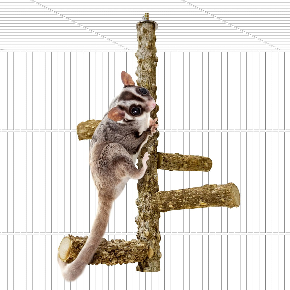 BNOSDM Sugar Glider Perch Long Pole offers elevated rest and playful exploration.