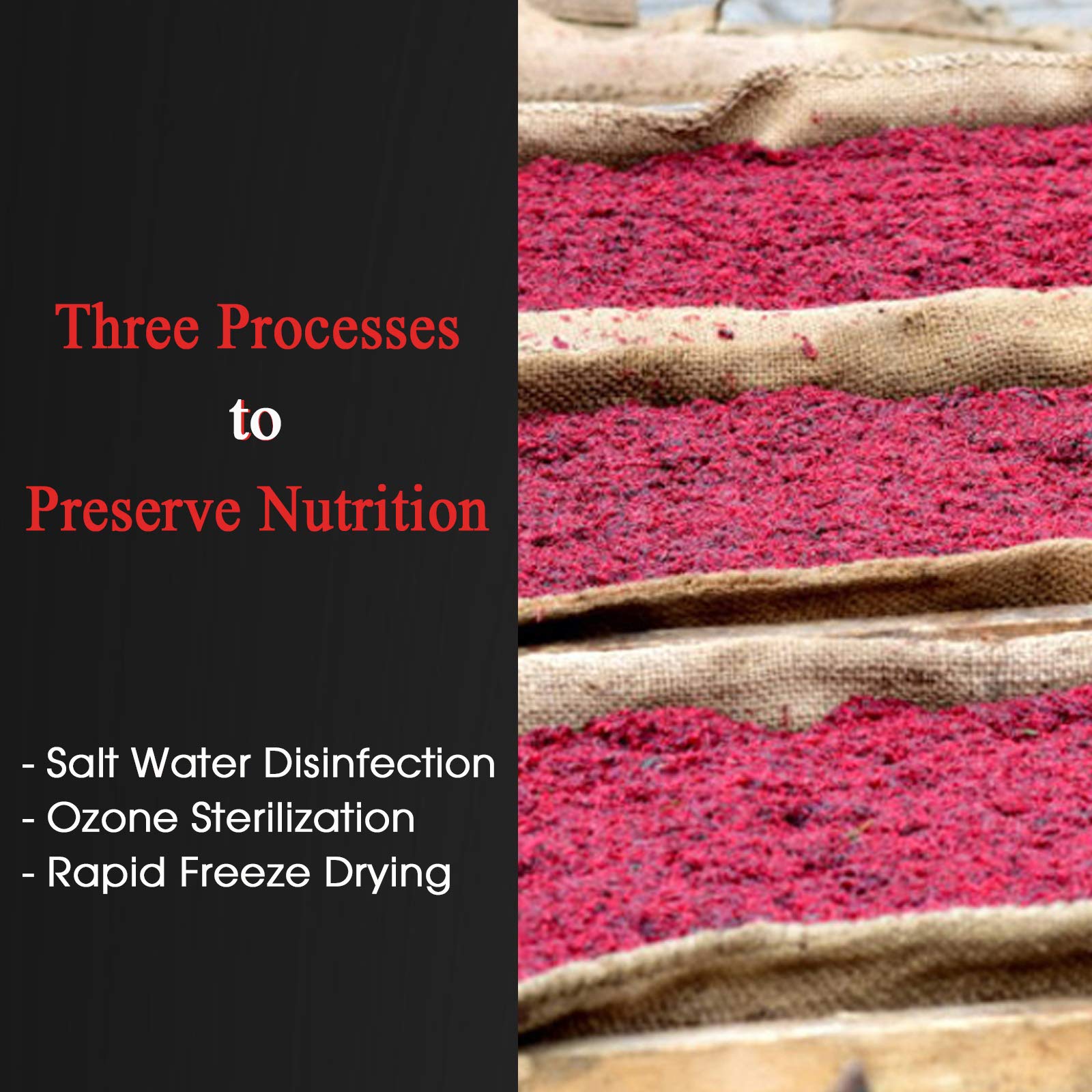 Fish eagerly nibble on BNYEE freeze-dried bloodworms during feeding.