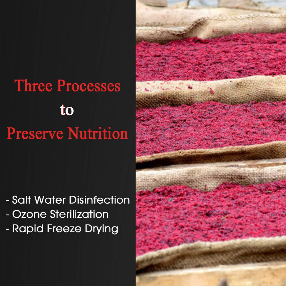 Fish eagerly nibble on BNYEE freeze-dried bloodworms during feeding.