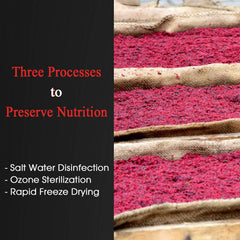 Fish eagerly nibble on BNYEE freeze-dried bloodworms during feeding.