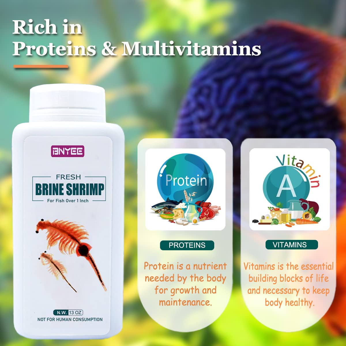BNYEE Brine Shrimp feeding scene demonstrates color and vitality in tropical fish.